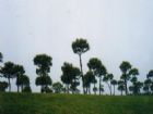 世紀公園