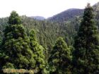 大容山森林公園