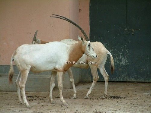 上海動物園圖片