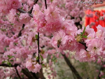 桃花源圖片