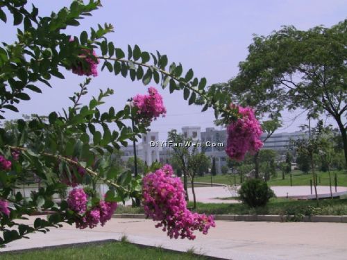 南京大學圖片