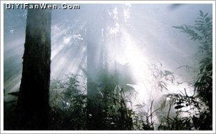 黎母山森林公園圖片