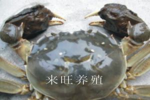 陽澄湖圖片