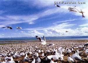 青海湖自然保護圖片