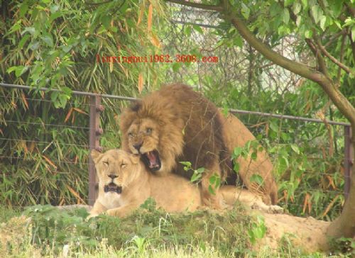 野生動物世界圖片