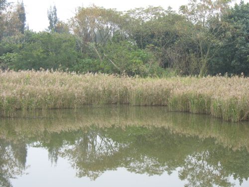 香港濕地公園圖片