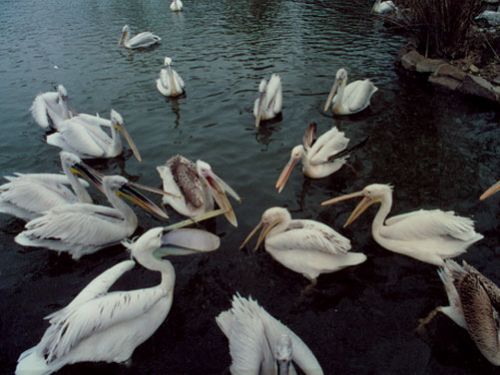 上海動物園圖片