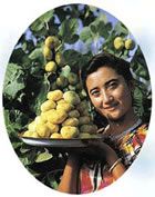 無花果王圖片