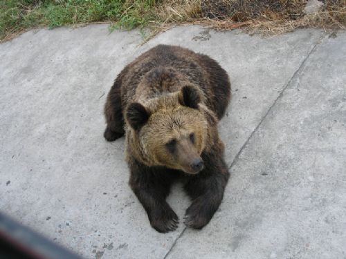 上海野生動物園圖片