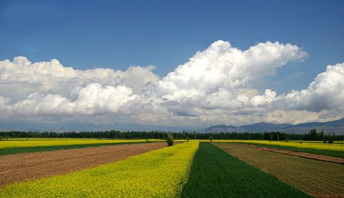 新疆伊犁油菜花田圖片