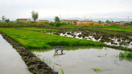 新疆米泉稻鄉圖片