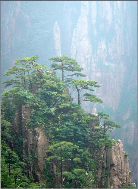 黃山奇松圖片