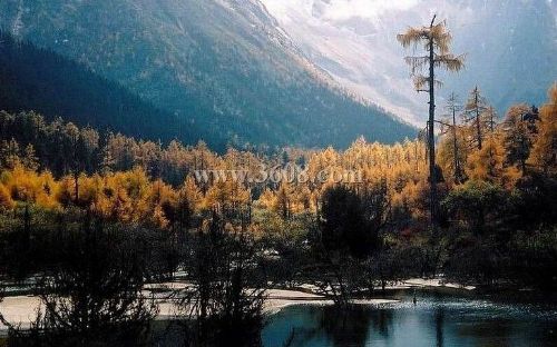 四川米亞羅風景區圖片