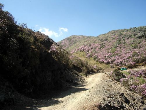 四川龍肘山圖片