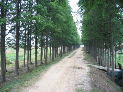 澱山湖風景區圖片