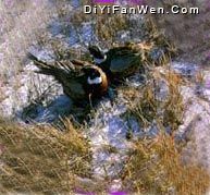 青松山雞狩獵場圖片