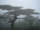 黃山奇松