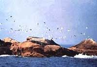 南麂列島圖片