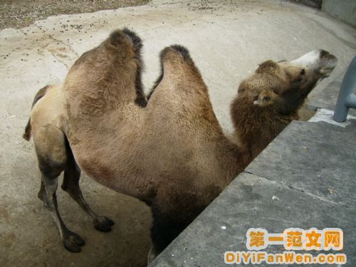 莫斯科動物園圖片