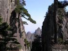 始信峰上的探海松