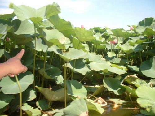 仙子湖圖片
