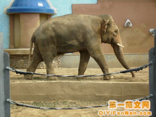 莫斯科動物園圖片