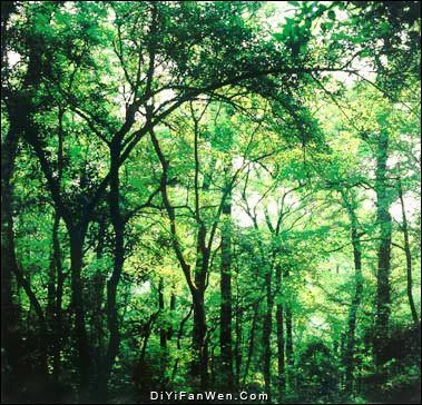 嶽麓山圖片