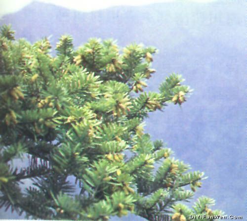 梵淨山圖片