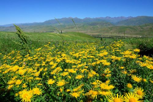 新疆伊犁那拉提大草原圖片