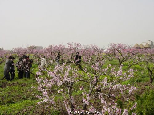 桃花源風景圖片