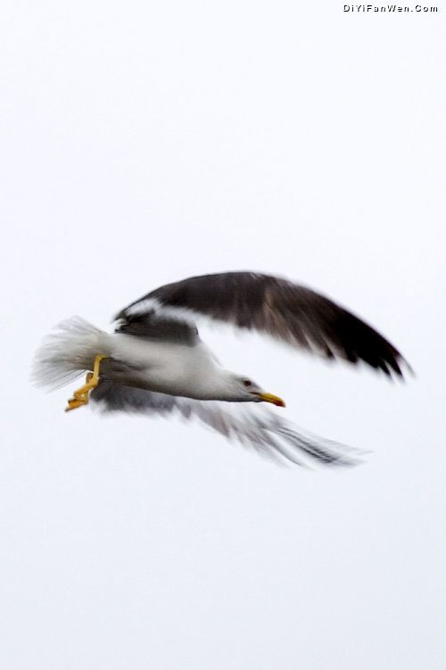 seagull圖片