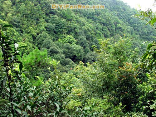 大桂山國家森林公園圖片