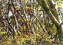 長白山谷底林海圖片