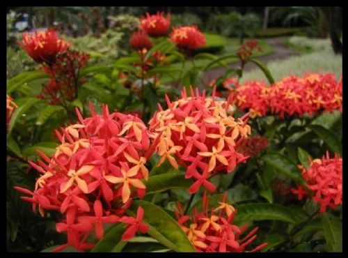 海南興隆熱帶植物園圖片