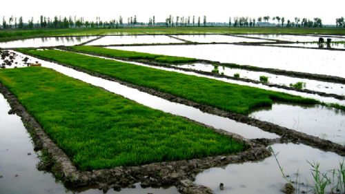 新疆米泉稻鄉圖片