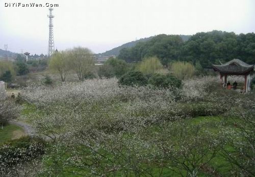浙江超山梅花圖片