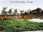 金花茶公園