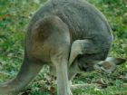 上海動物園