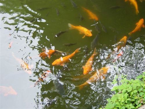 拙政園圖片