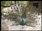 上海動物園