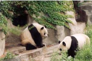 北京動物園組圖（1）圖片