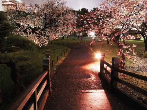 日本櫻花夜景圖片