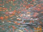 五龍潭的鯉魚