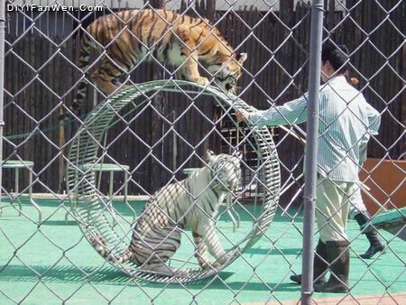 上海野生動物園圖片
