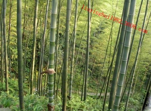 茶山竹海圖片