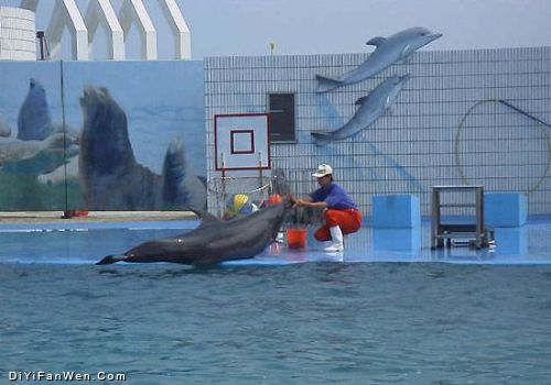 海豚表演館圖片