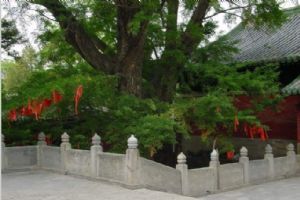 北京大覺寺組圖（4）圖片