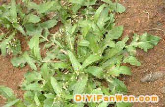 春天了 多吃點野菜好！(組圖)