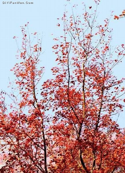 廣東從化石門紅葉美景圖片