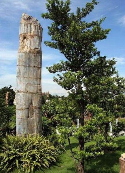 廣東仙湖植物園圖片